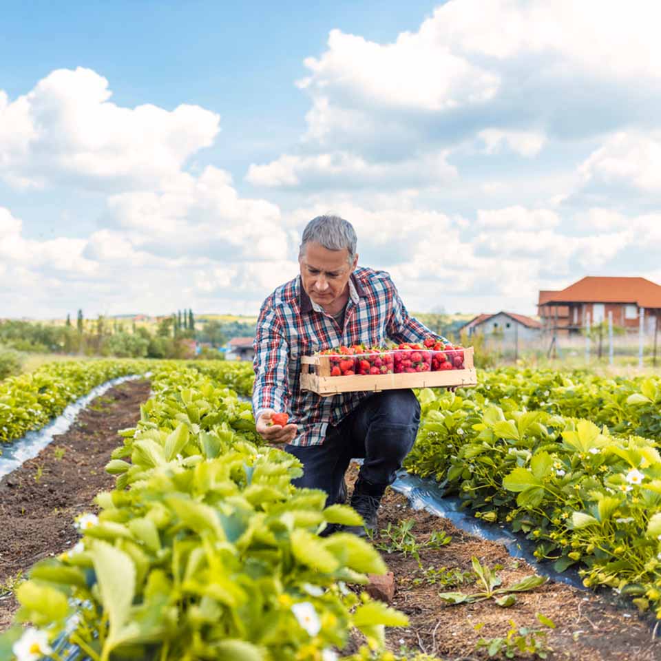 Grower in a field picking strawberries.