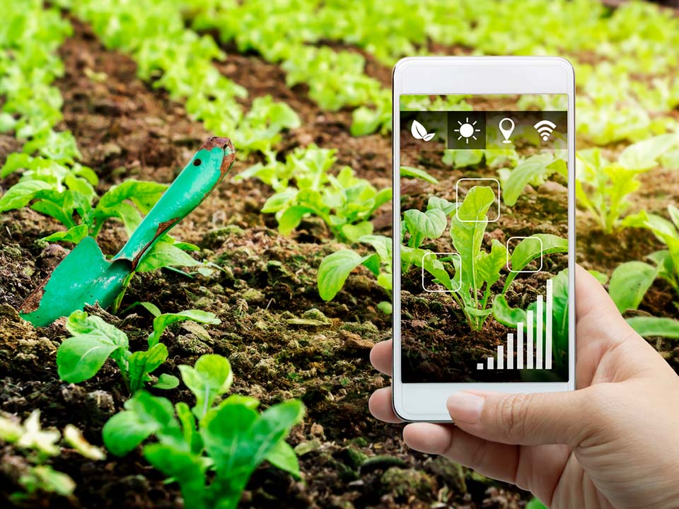 A person taking a picture of sprouts of vegetables with phone.